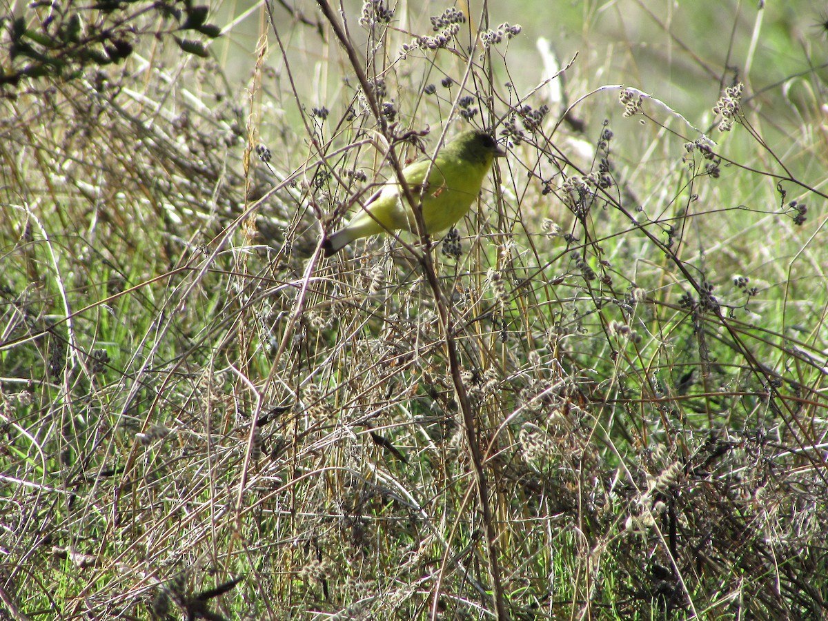 Lesser Goldfinch - ML644730355