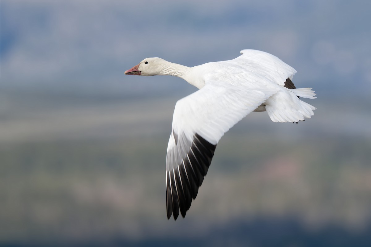 Snow Goose - ML644730356