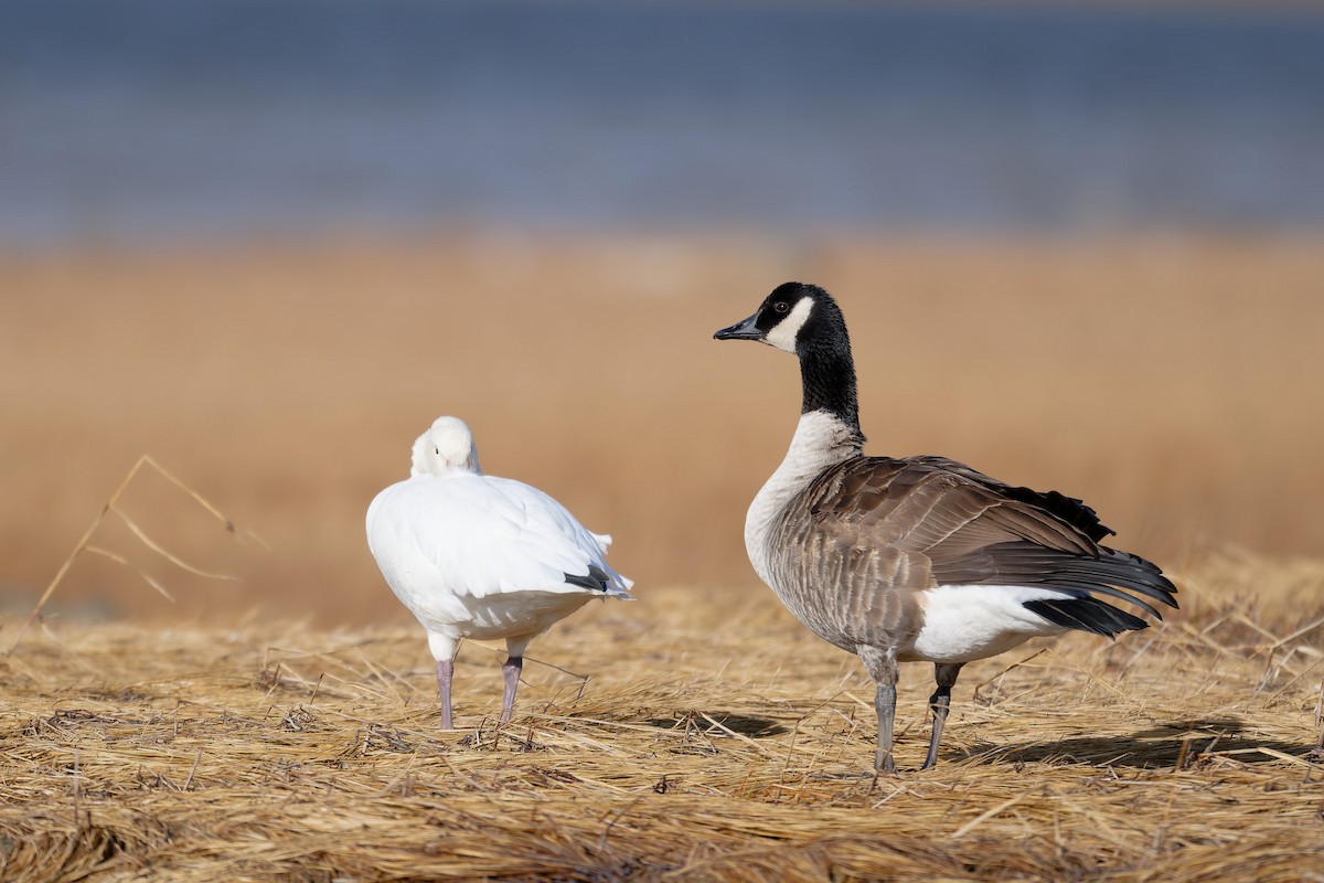 Canada Goose - ML644730375