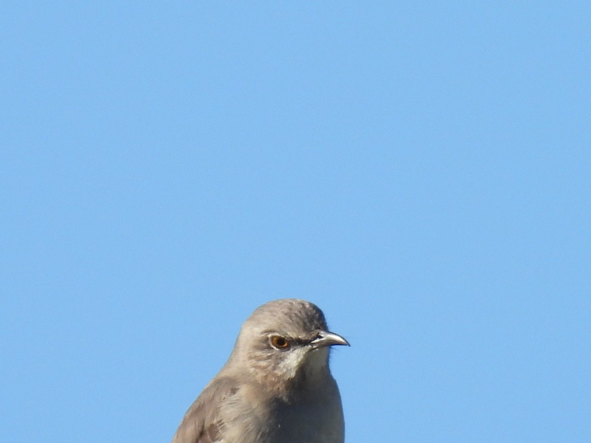 Kuzeyli Taklitçi - ML644730389