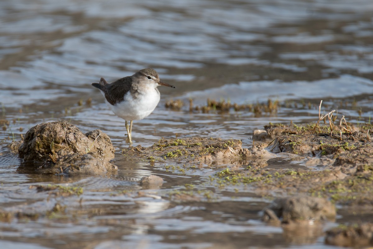 Spotted Sandpiper - ML644730391
