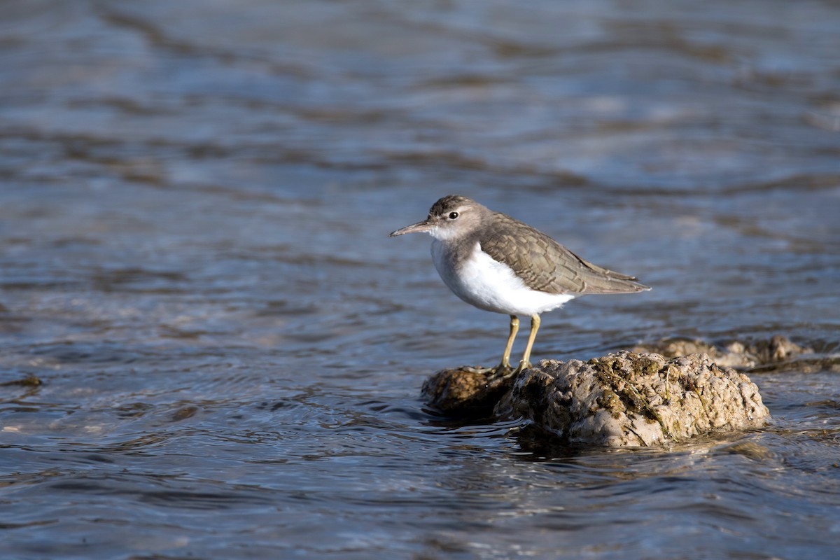 Spotted Sandpiper - ML644730392