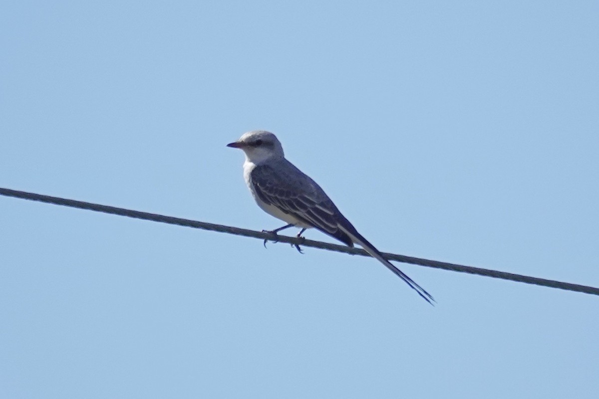 Scissor-tailed Flycatcher - ML644730395