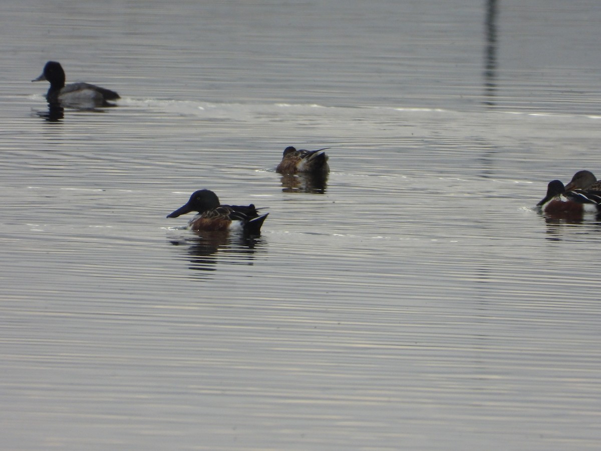 Mestolone - ML644730397