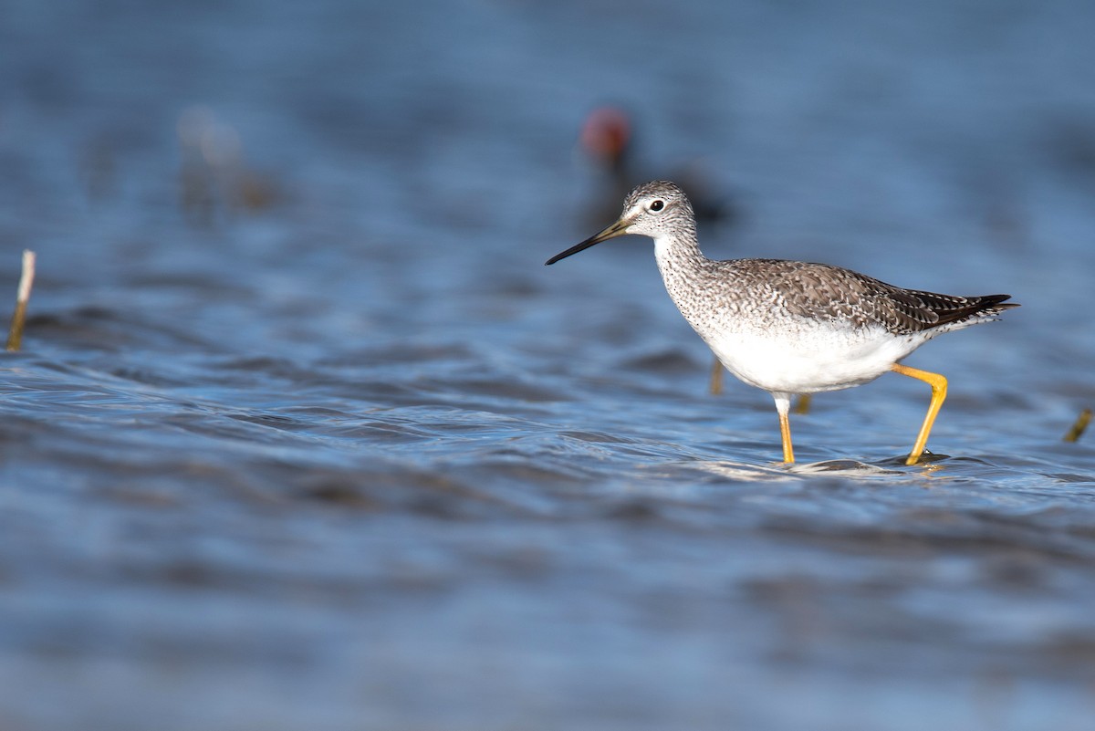 Lesser Yellowlegs - ML644730402