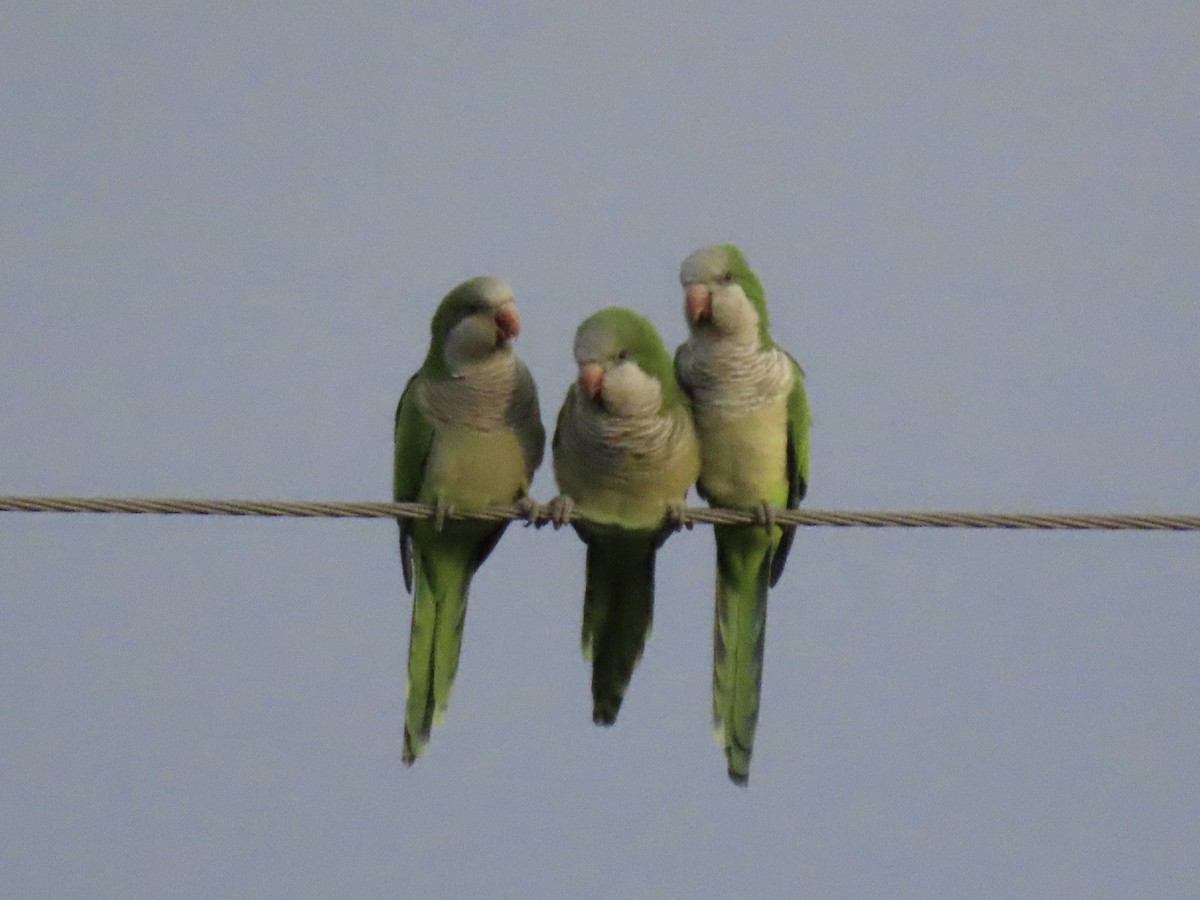 Калита сіроволий - ML644730433