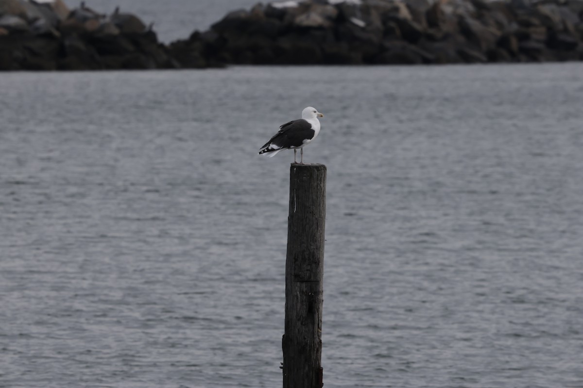 racek mořský - ML644730434