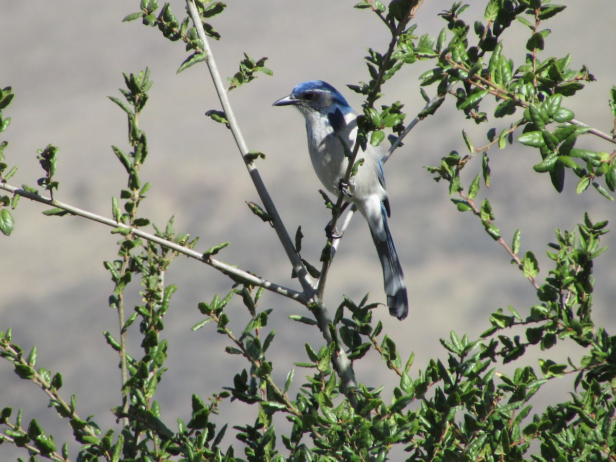 California Scrub-Jay - ML644730444
