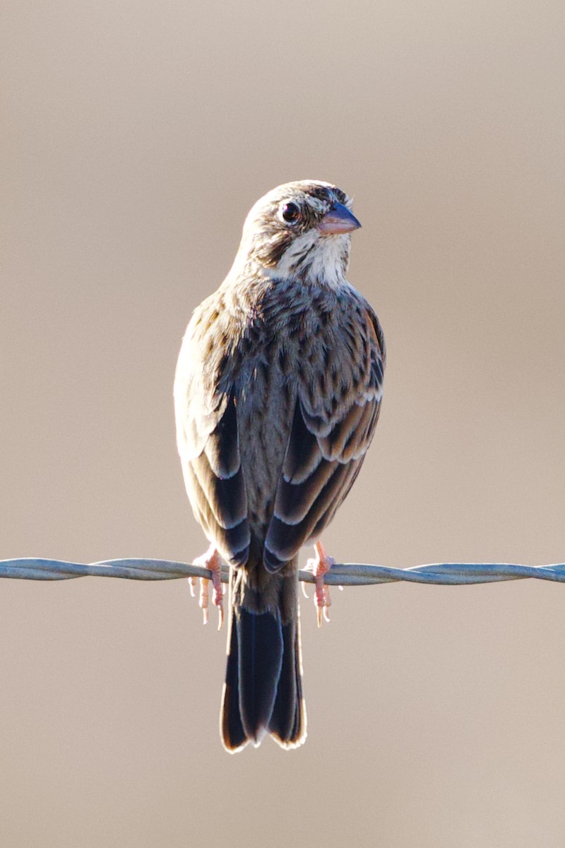 Vesper Sparrow - ML644730446
