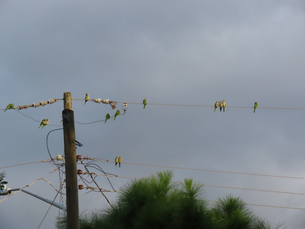 Калита сіроволий - ML644730447