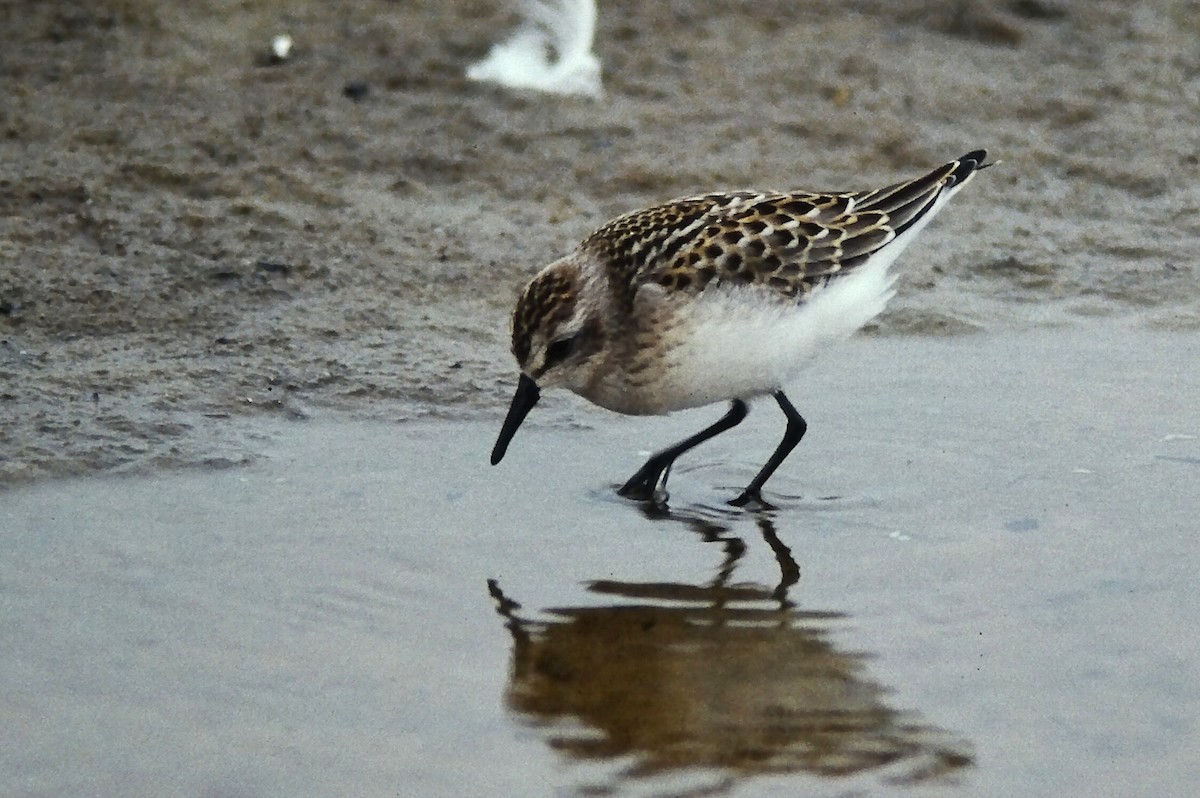 Побережник тундровий - ML644730449
