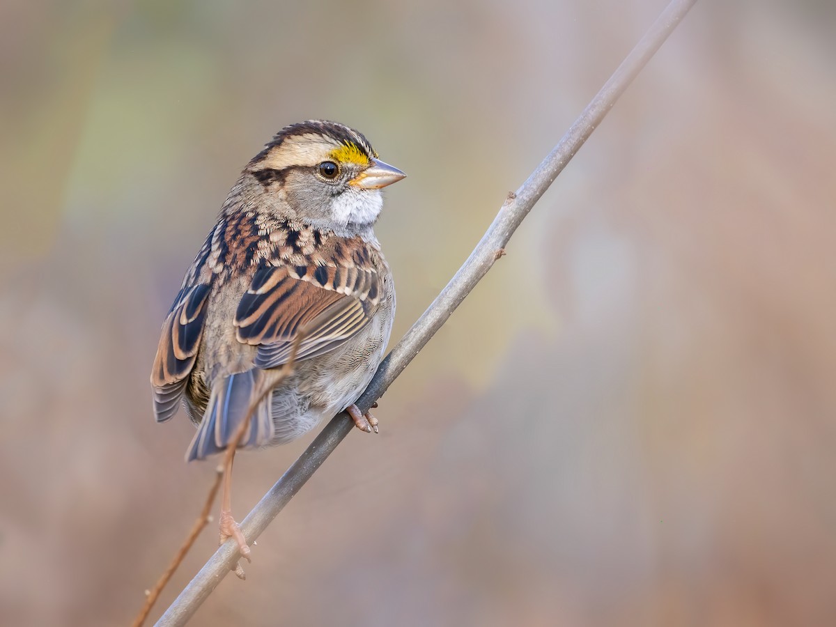 hvitstrupespurv - ML644730450