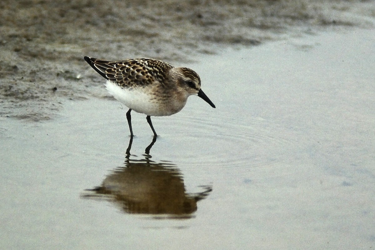 Побережник тундровий - ML644730451