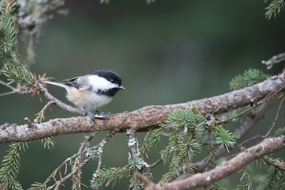 Black-capped Chickadee - ML644730470