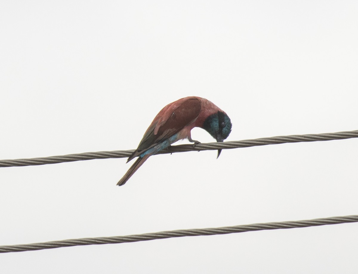 שרקרק ורוד - ML644730475