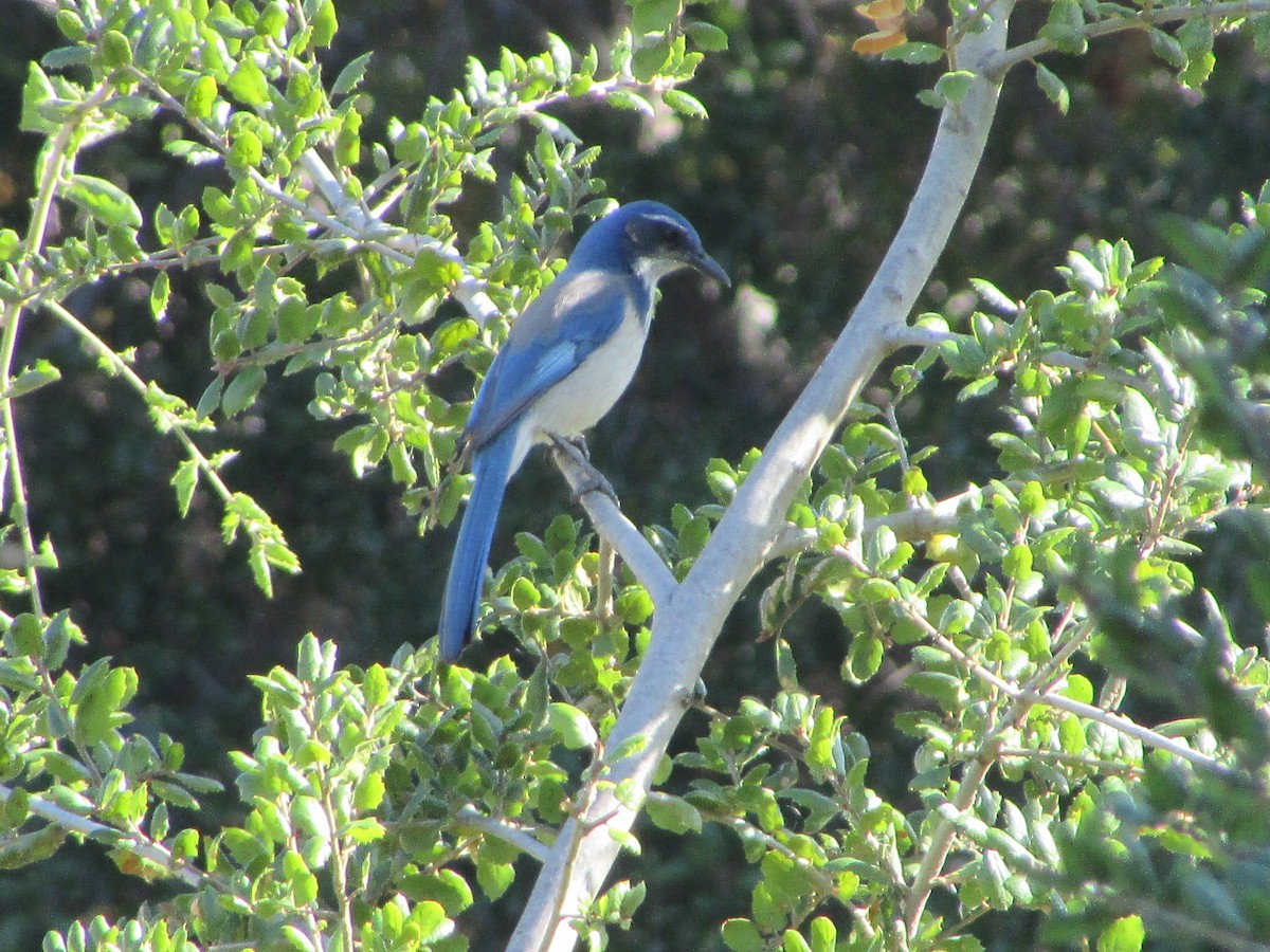California Scrub-Jay - ML644730478