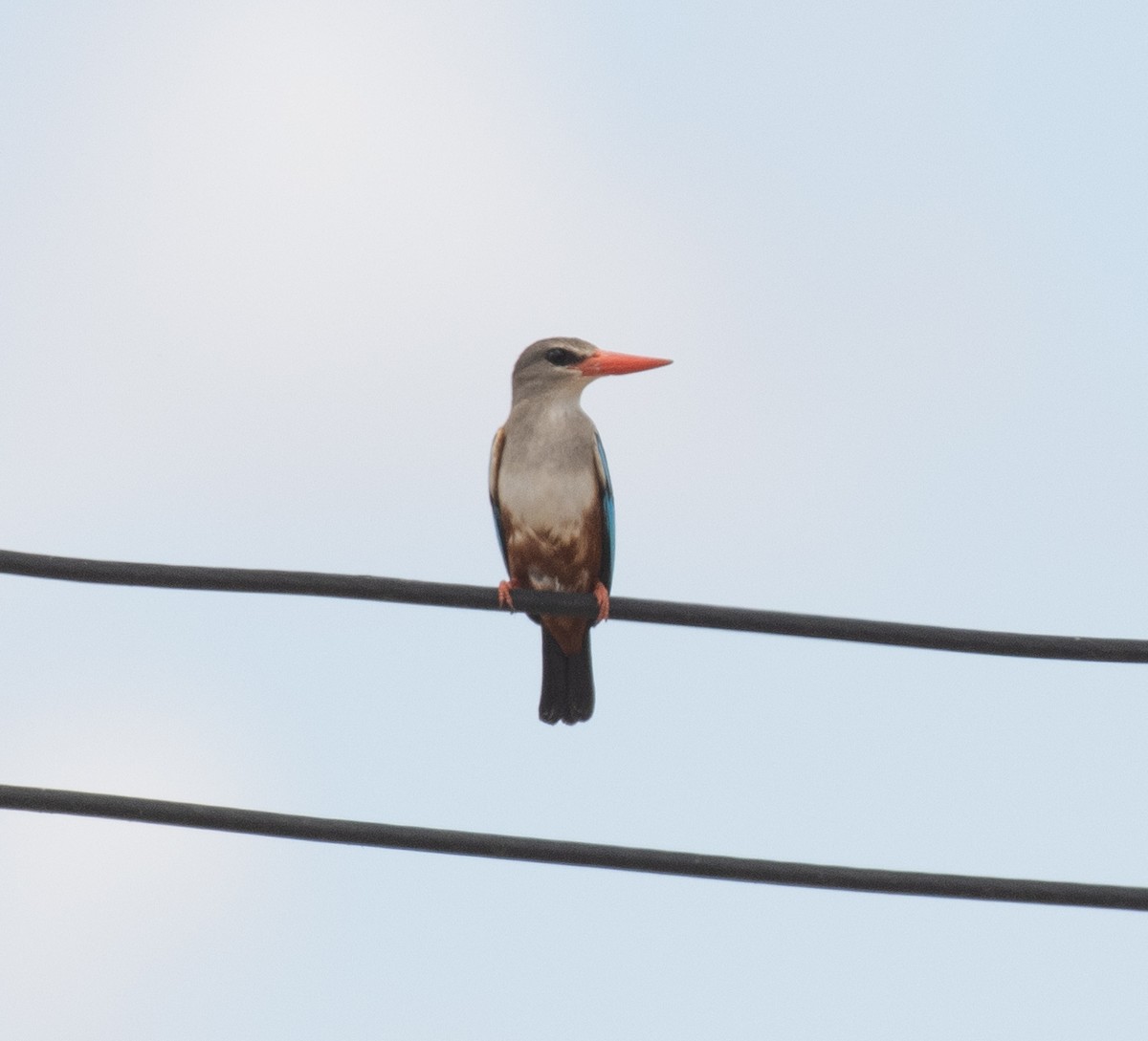 Martin-chasseur à tête grise - ML644730490