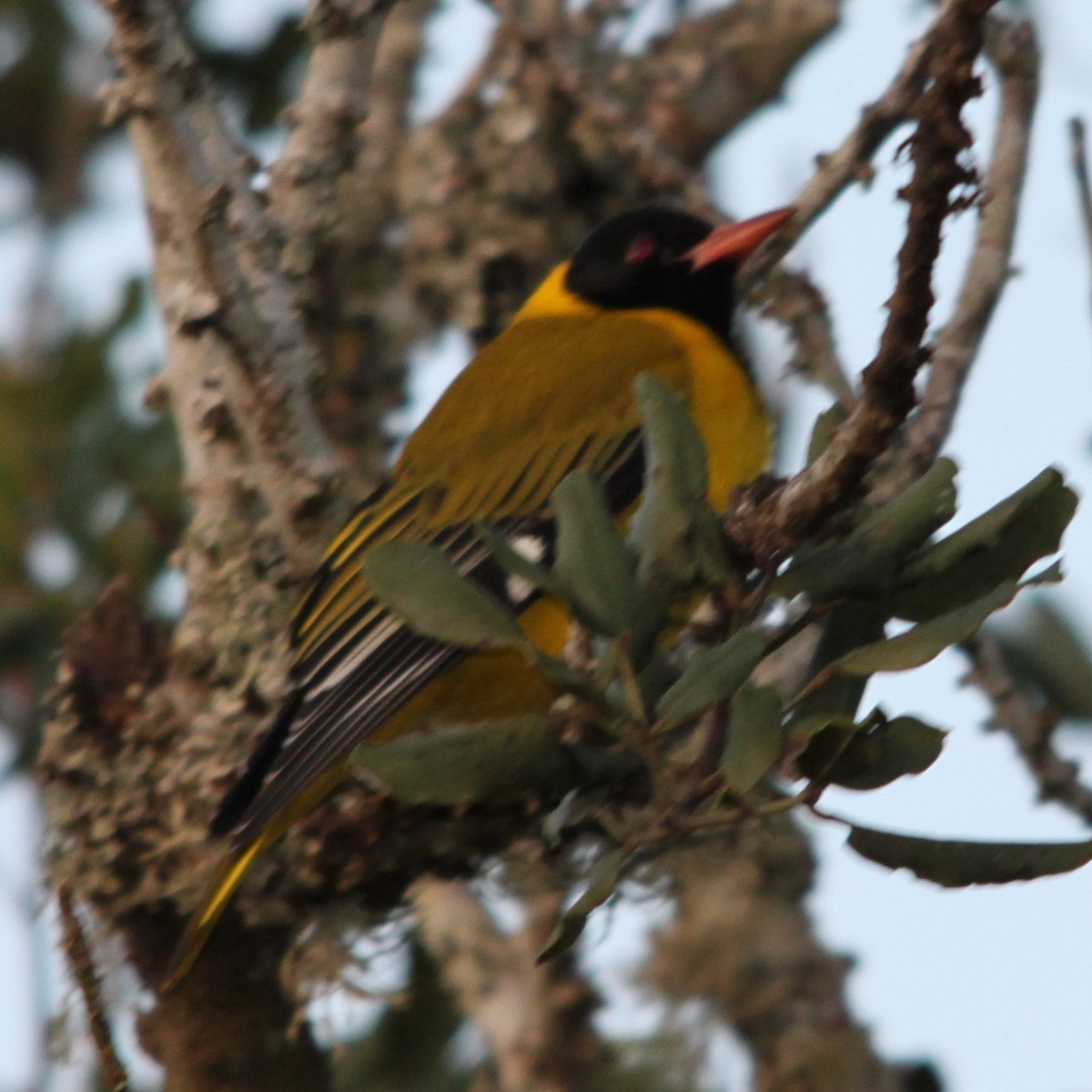 African Black-headed Oriole - ML644730493