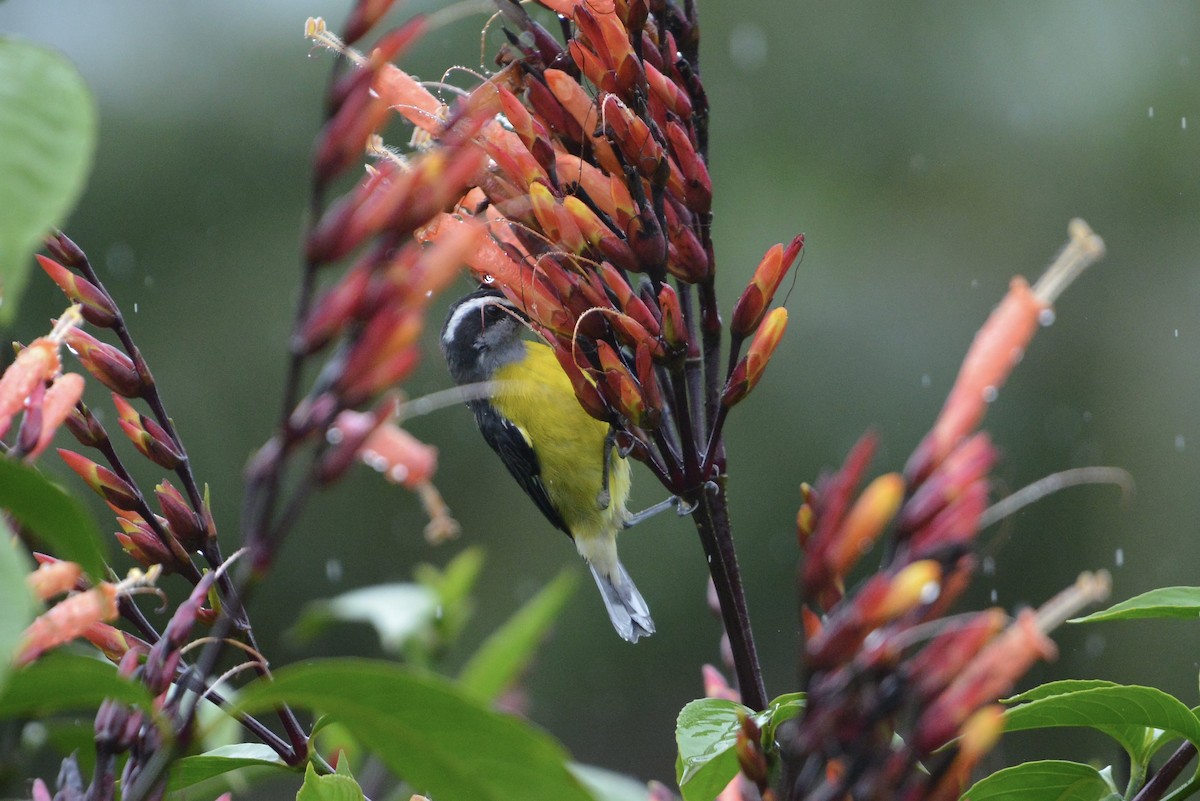 Bananaquit - ML644730494