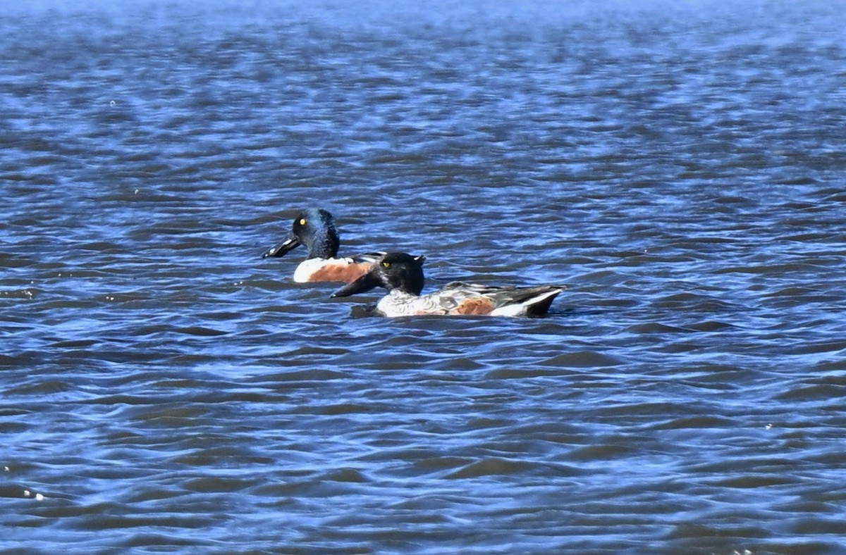 Mestolone - ML644730498