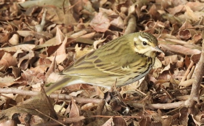 Prispolone indiano - ML644730501