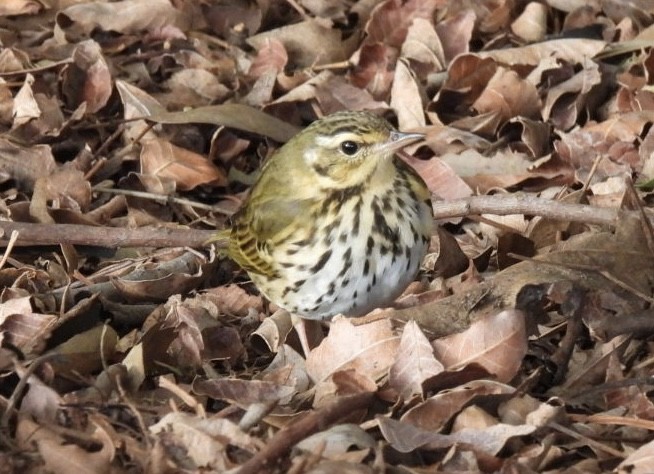 Prispolone indiano - ML644730502