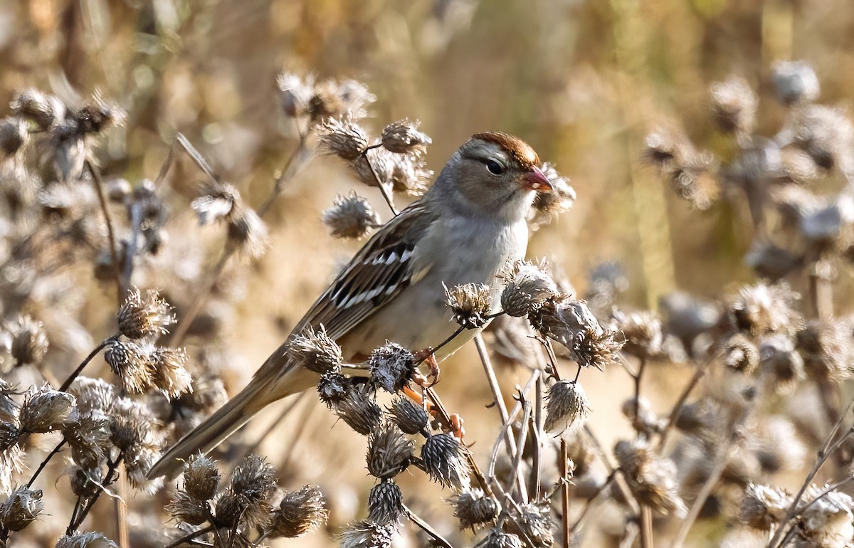 Белобровая овсянка - ML644730509