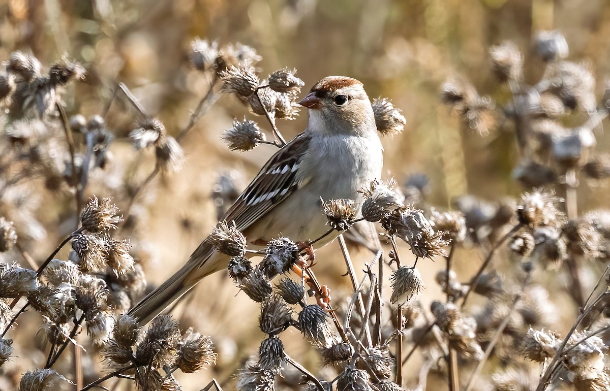 Белобровая овсянка - ML644730511