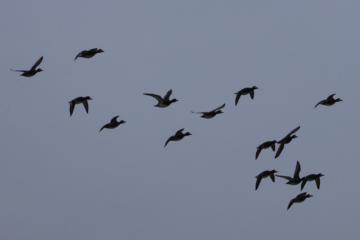 bergand - ML644730512