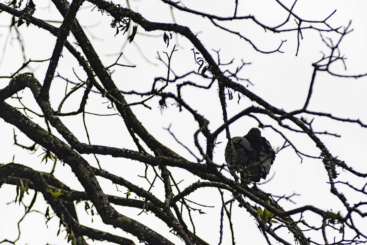 Black Vulture - ML644730524
