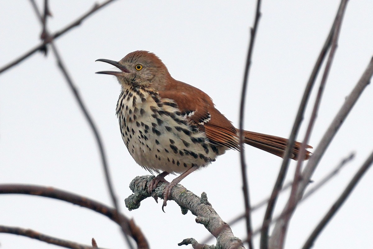 Cuitlacoche Rojizo - ML644730526