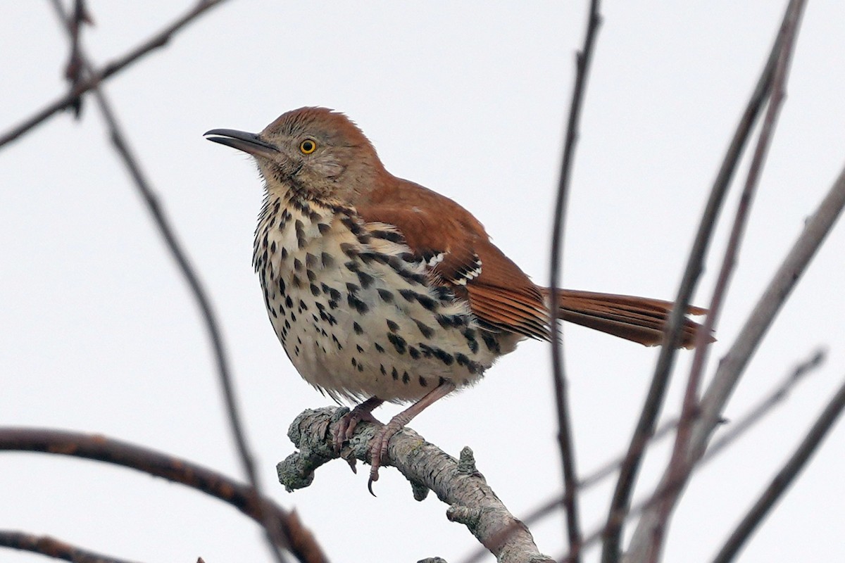 Cuitlacoche Rojizo - ML644730527