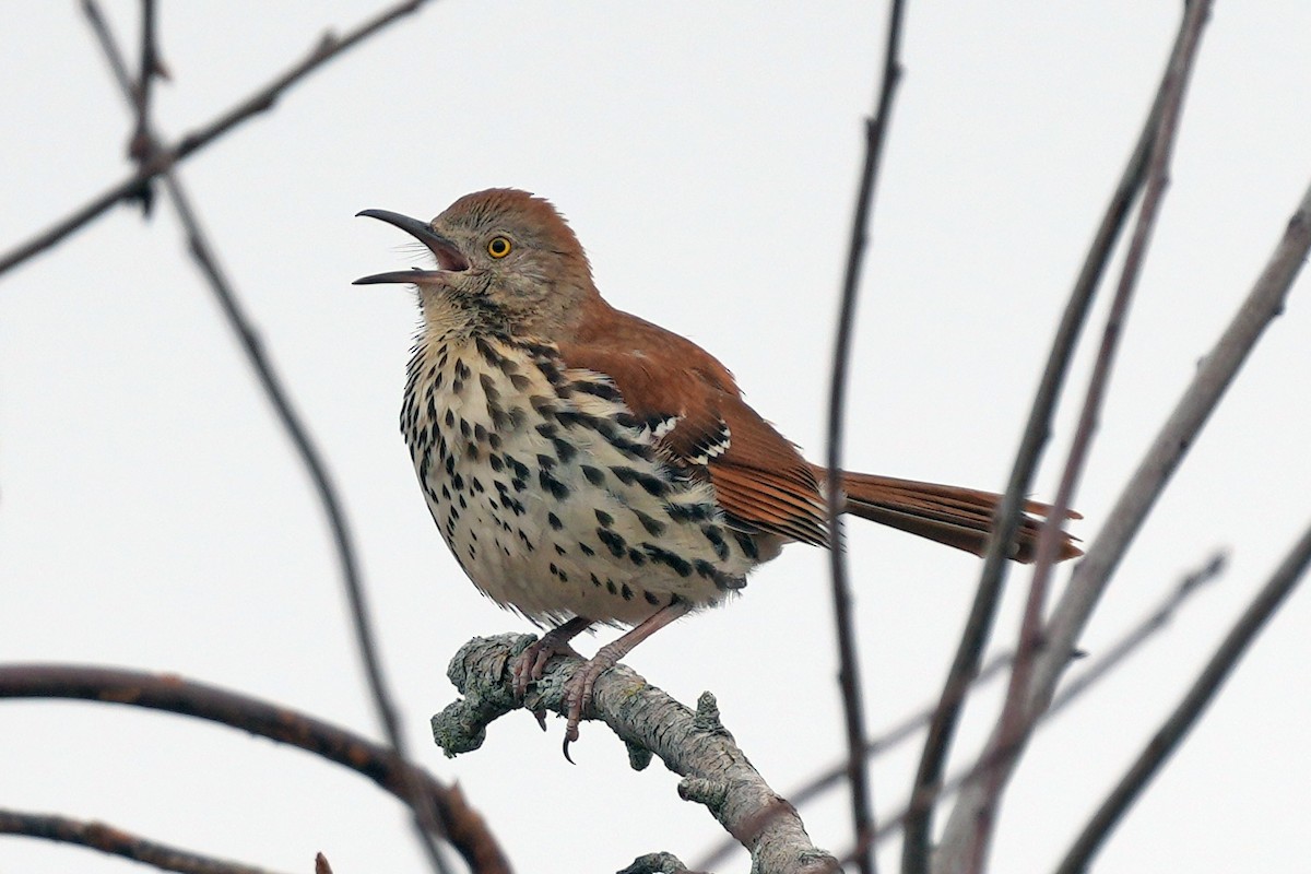 Cuitlacoche Rojizo - ML644730528