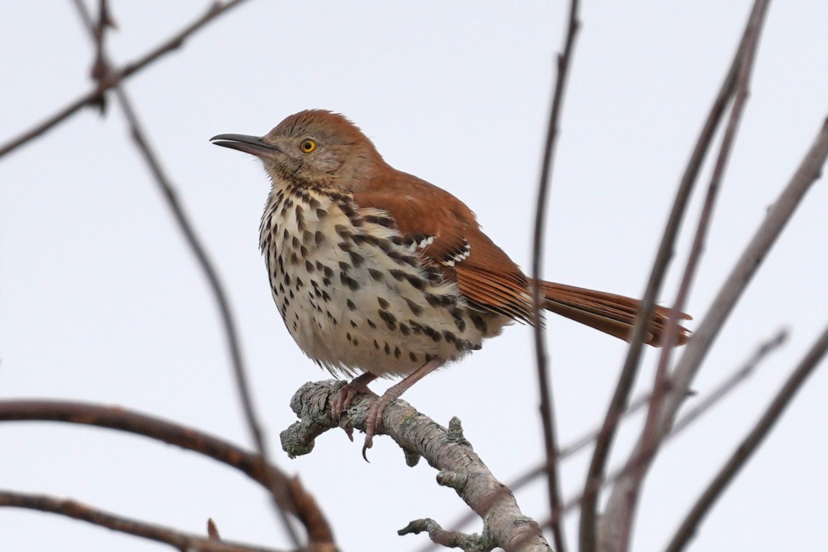 Cuitlacoche Rojizo - ML644730529