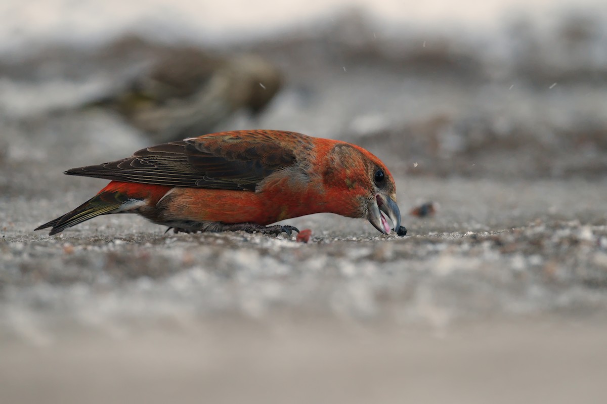 Red Crossbill - ML644730534
