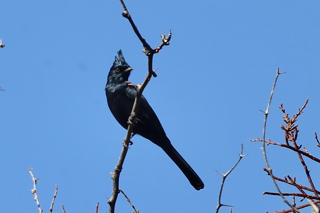 Phainopepla - ML644730537