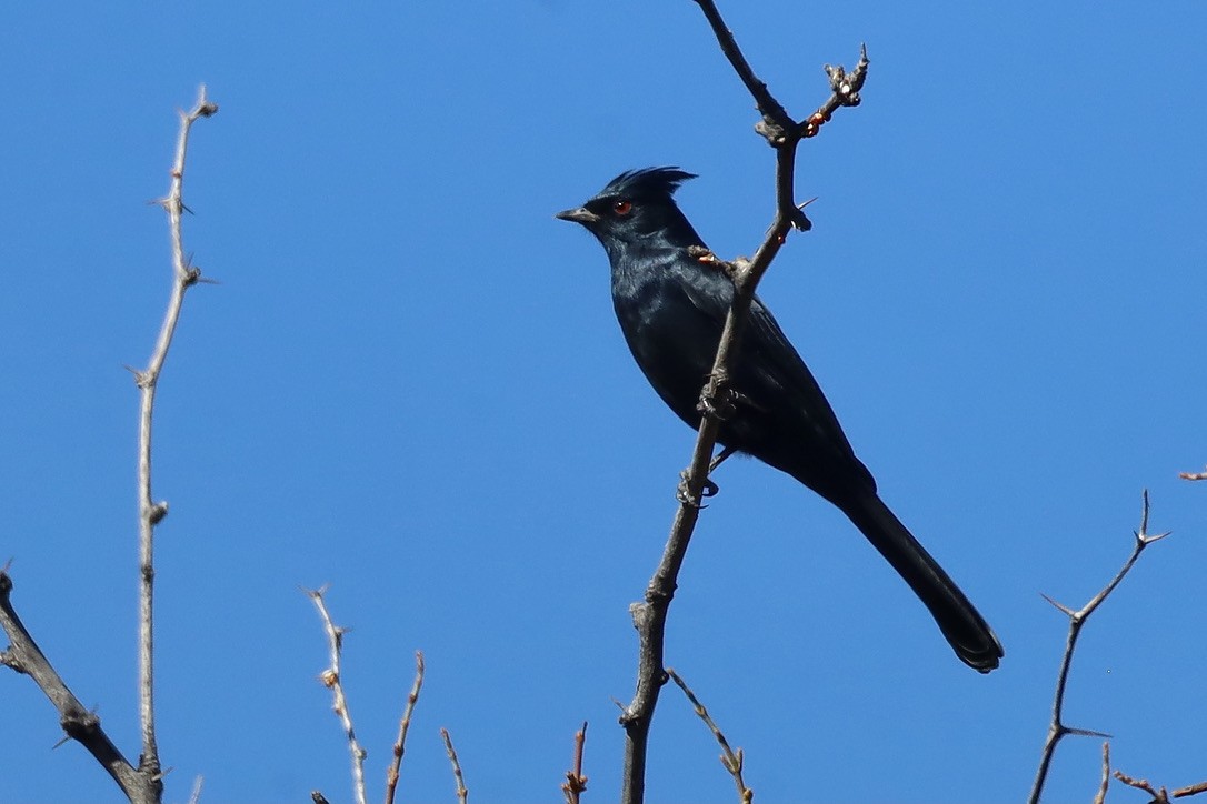 Phainopepla - ML644730538