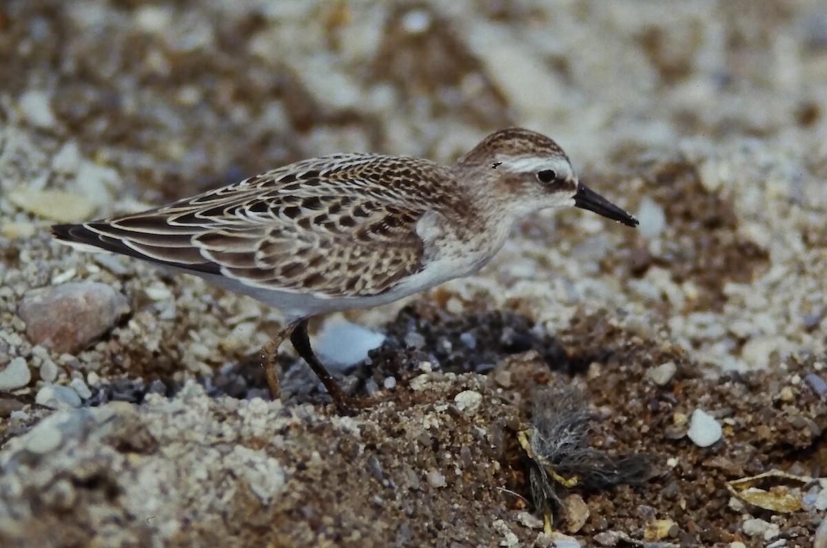 Побережник тундровий - ML644730541