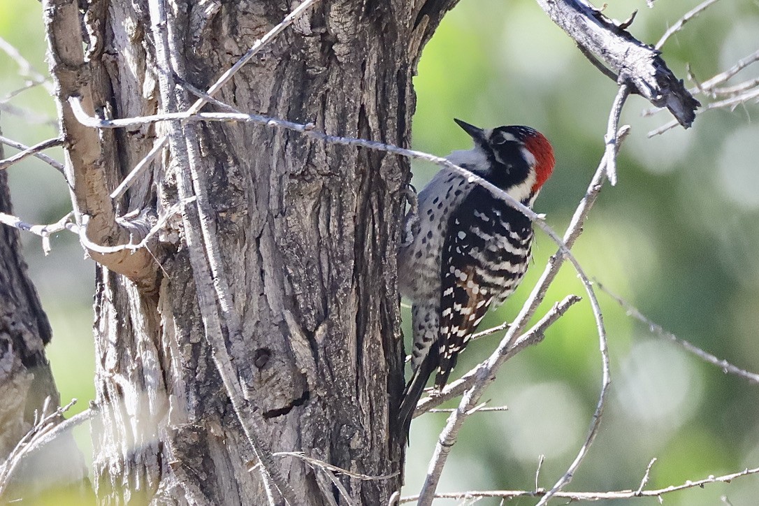 Nuttall's Woodpecker - ML644730543