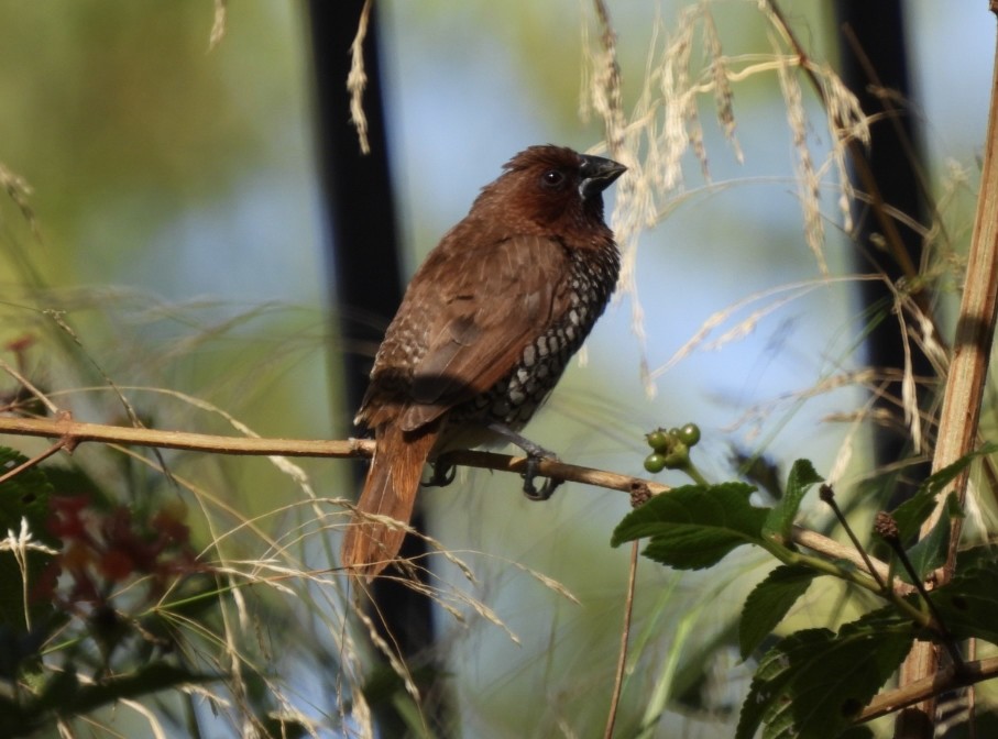 Munia pettosquamato - ML644730545