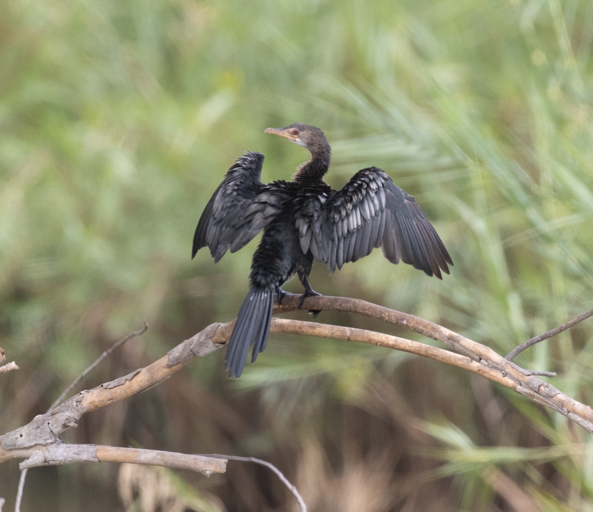 アフリカコビトウ - ML644730546