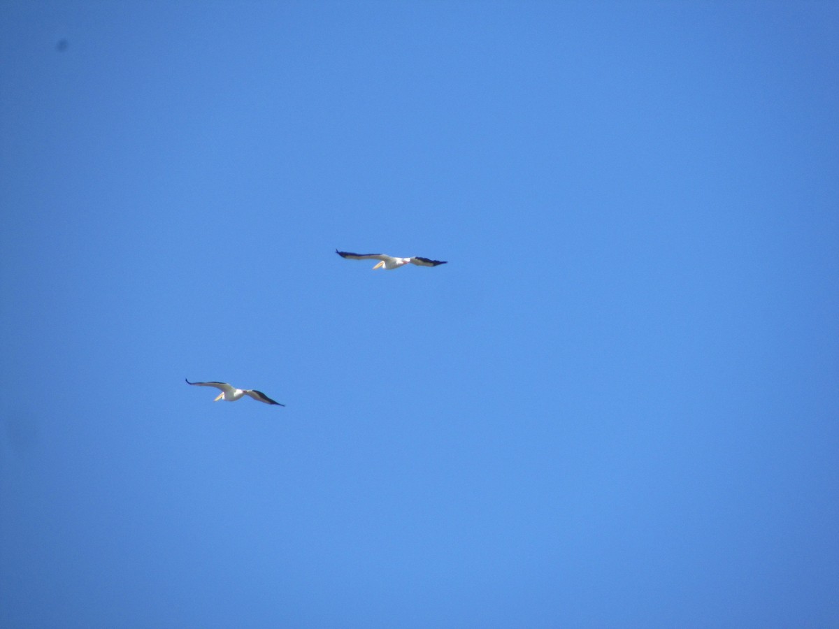 American White Pelican - ML644730547
