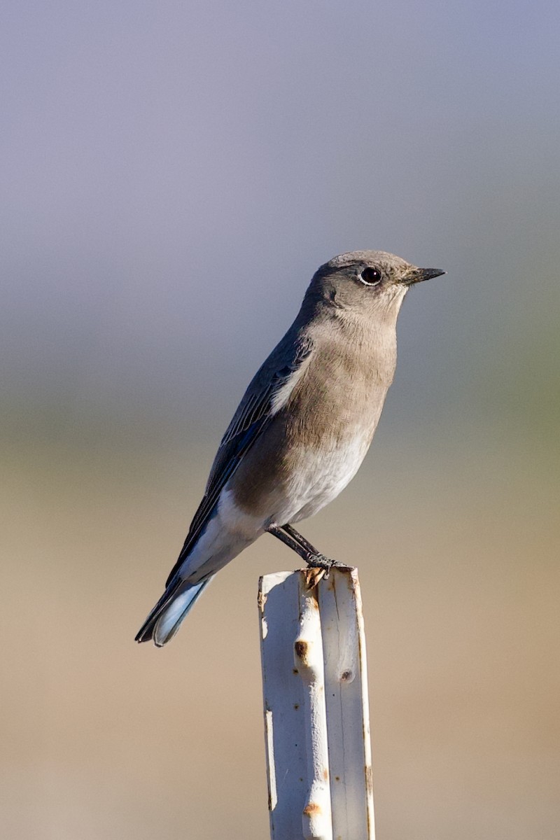 Mountain Bluebird - ML644730548
