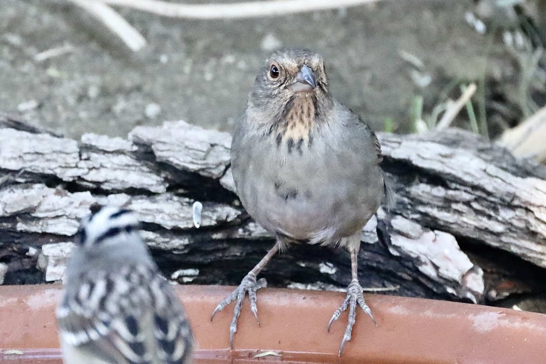 California Towhee - ML644730551