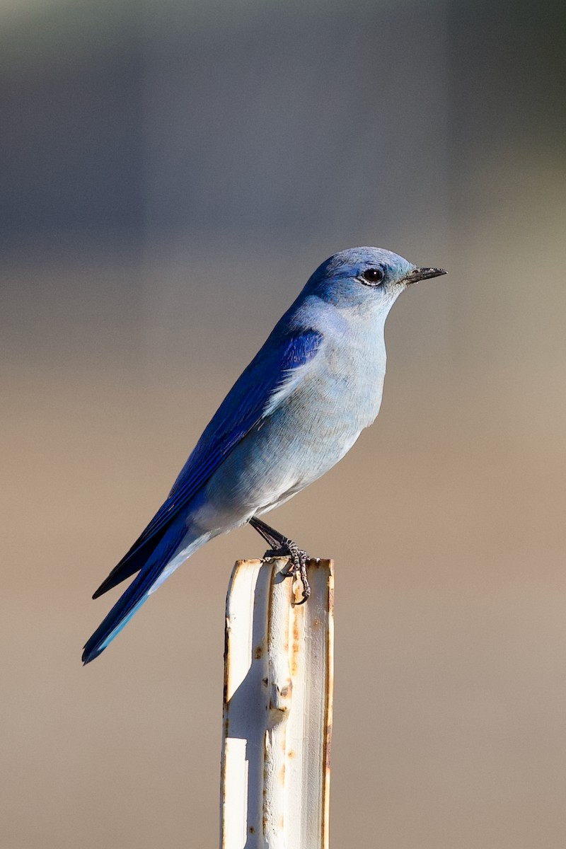 Mountain Bluebird - ML644730552