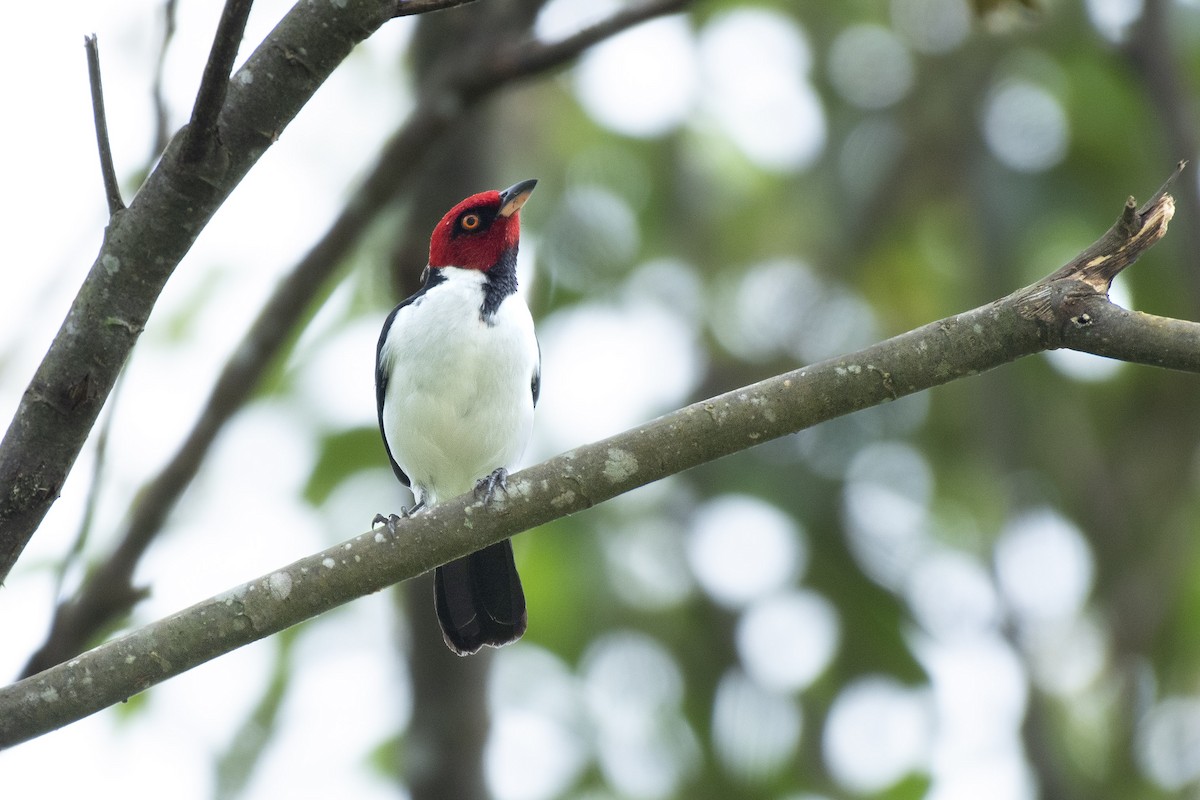 ノドグロコウカンチョウ - ML644730554