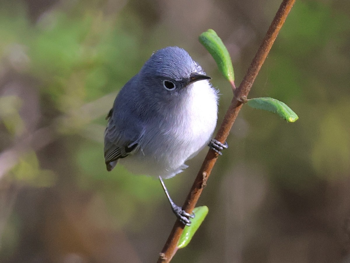 Голубая комароловка - ML644730558