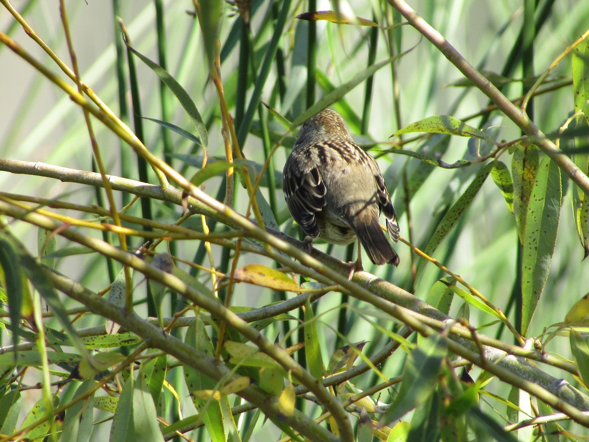 Golden-crowned Sparrow - ML644730559