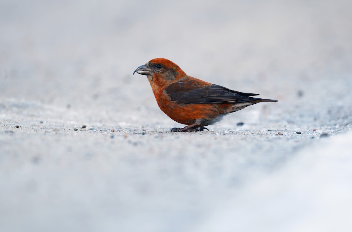 Red Crossbill - ML644730560