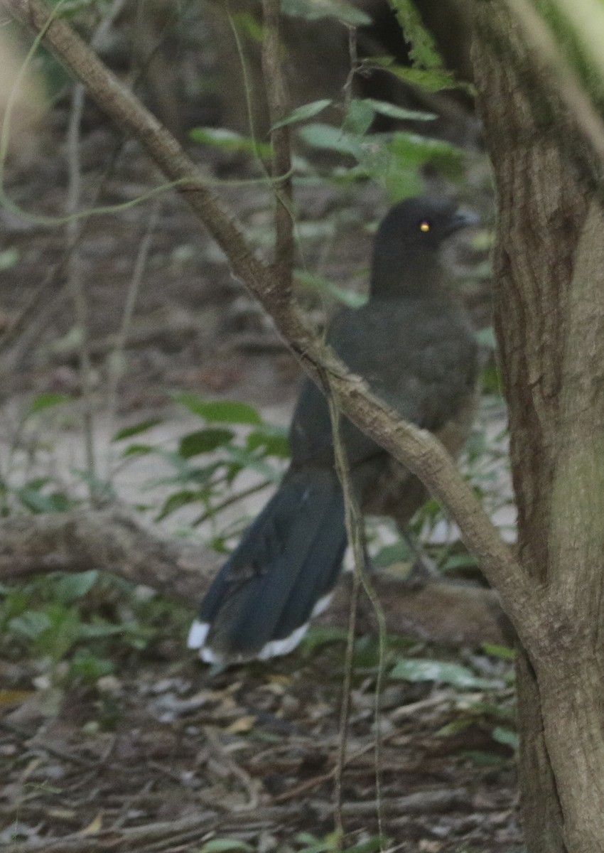 Chachalaca Norteña - ML644730564